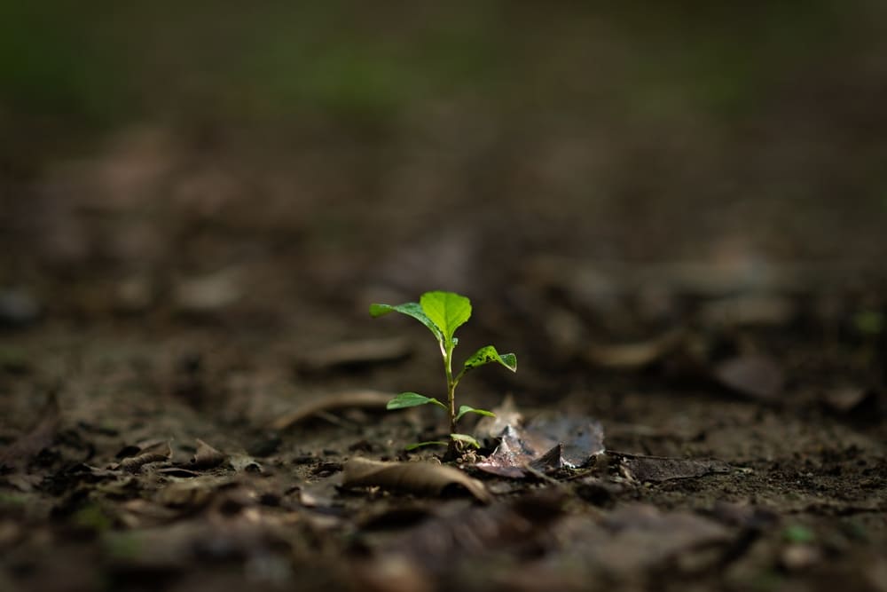 agricoltura rigenerativa cos'&egrave; e vantaggi