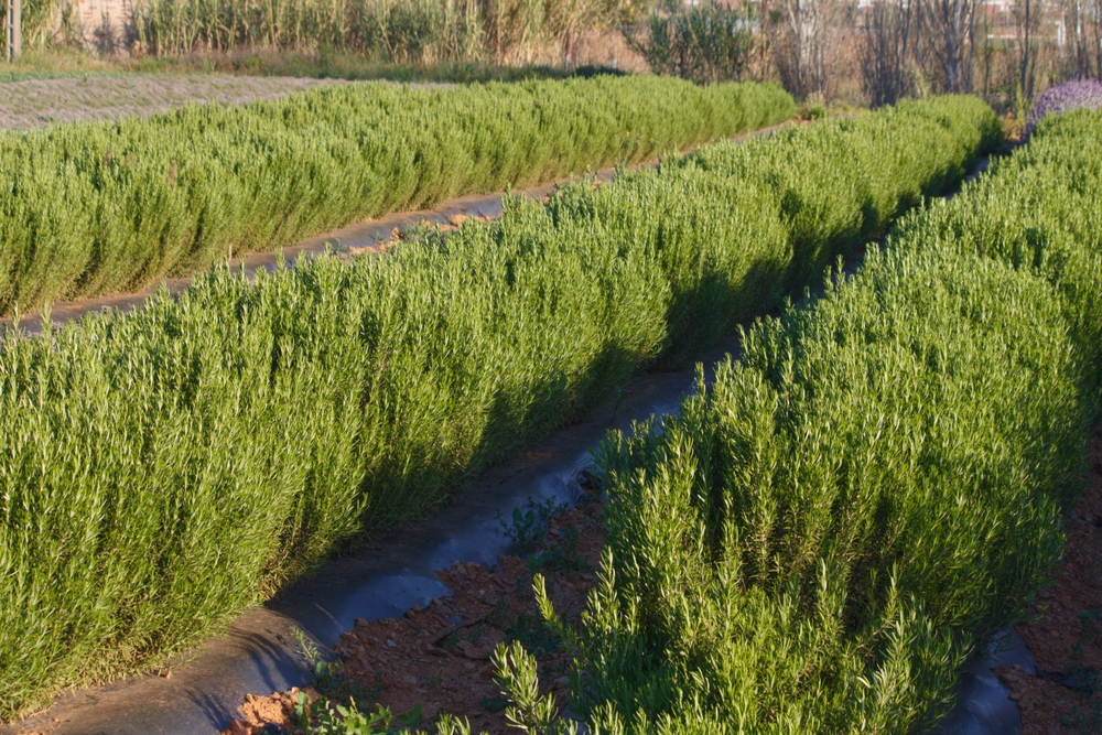 baulatrice per erbe aromatiche