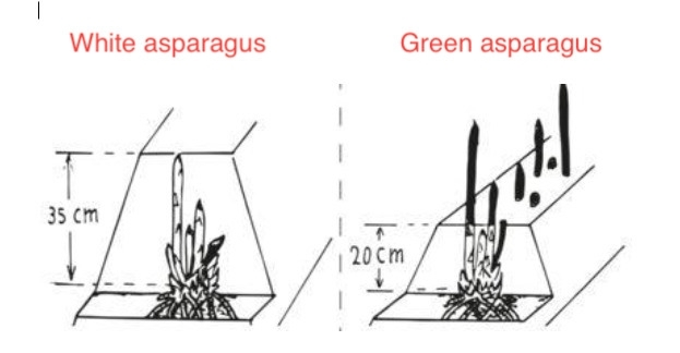 schema coltivazione asparago bianco e asparago verde